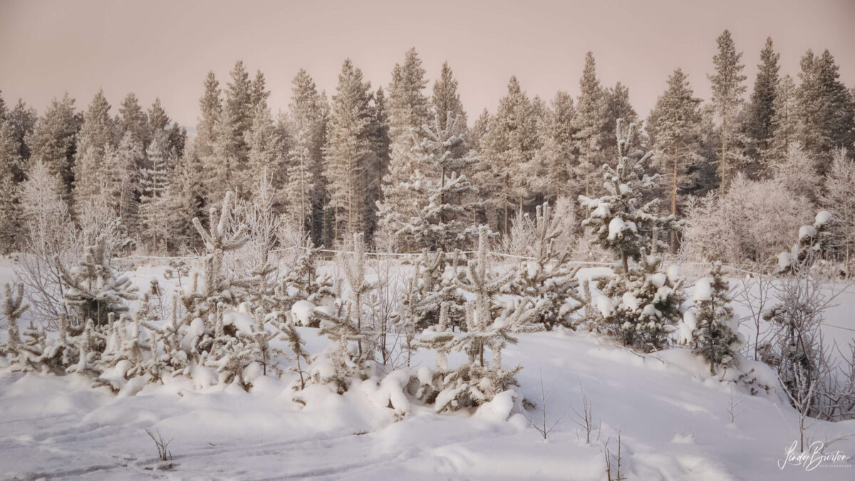 Snow covered trees Kemi Finland