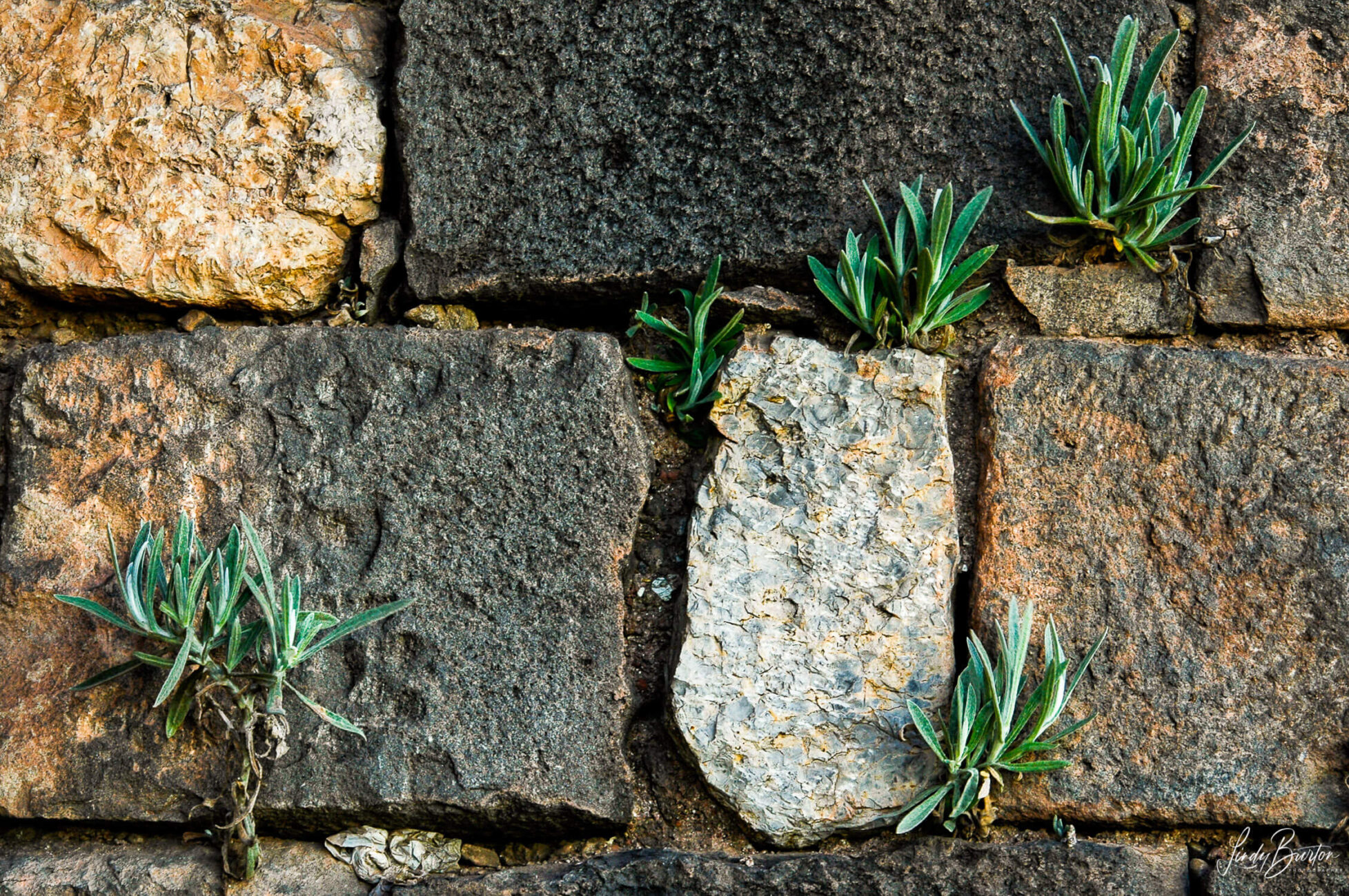 Plants growing between rocks in wall Cusco Peru