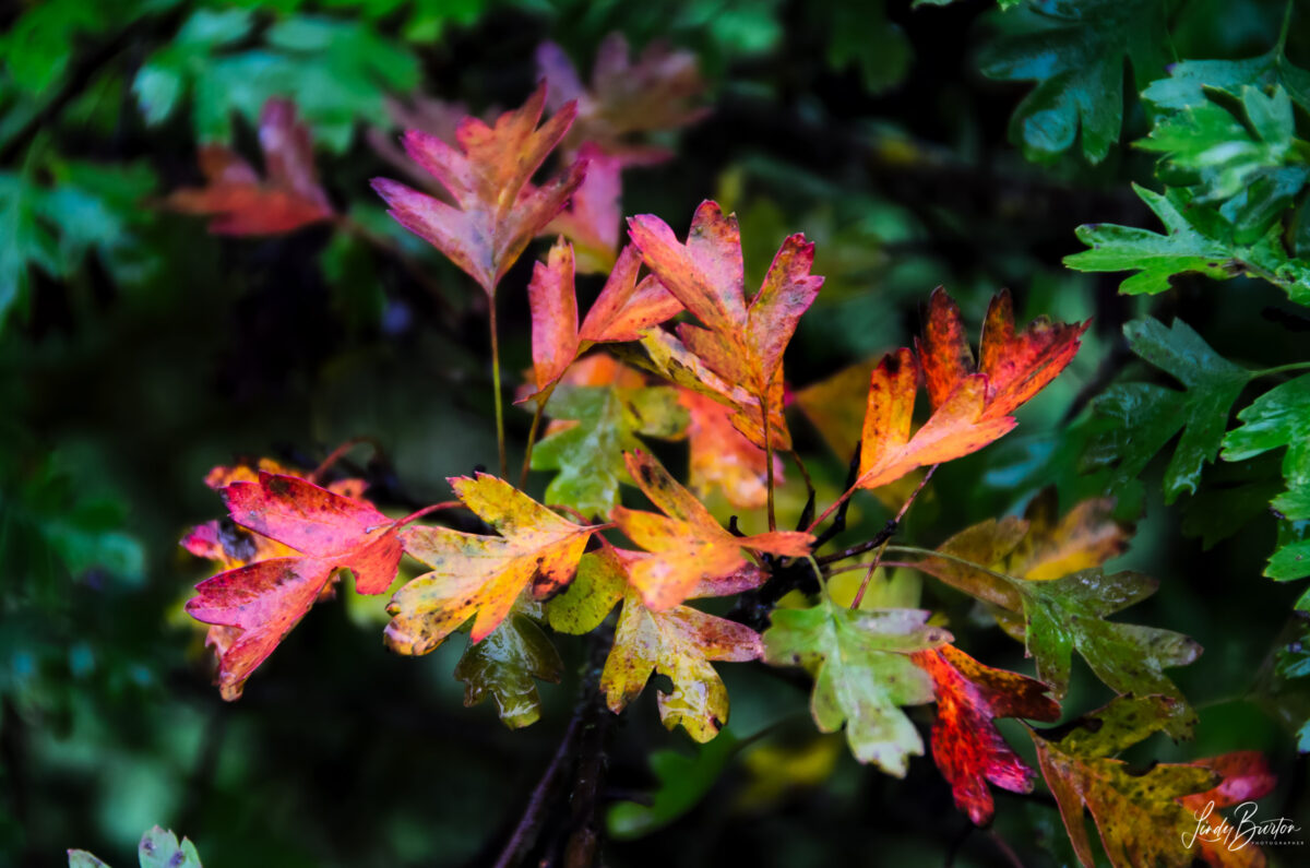 Camino Frances Leaves Between Zubiri and Pamplona Spain